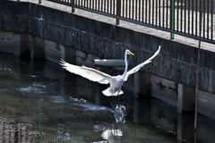 ここに着水します