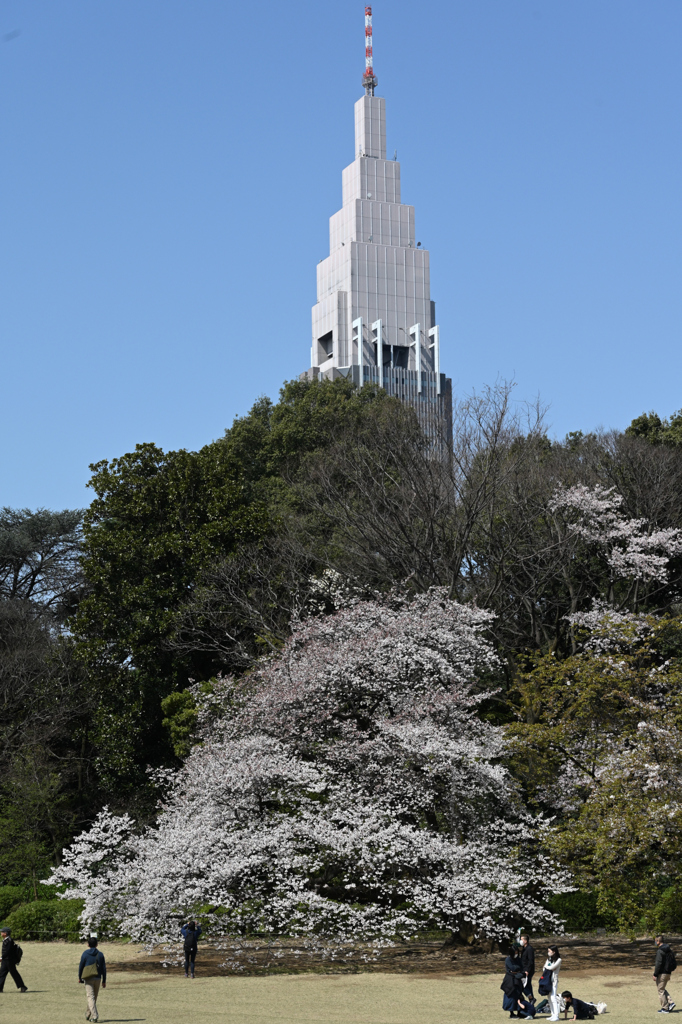 令和の桜_03