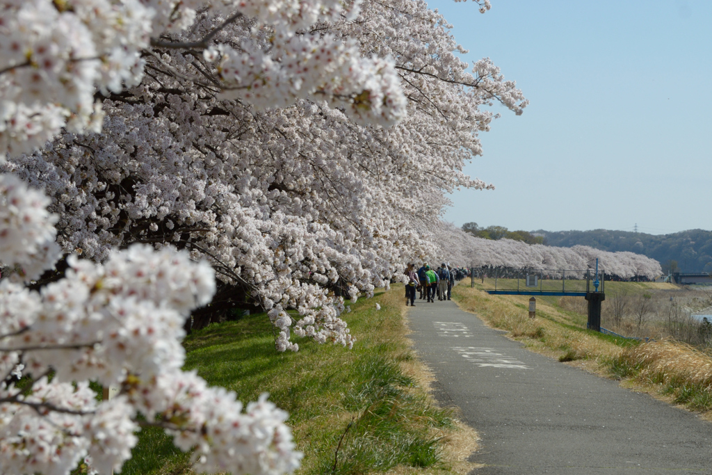 桜・多摩川#5