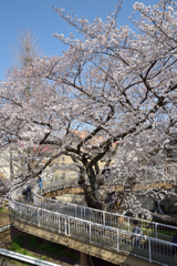 桜・国立#3