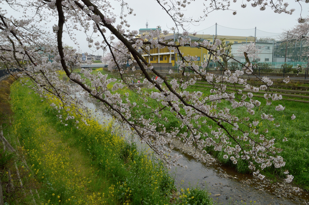 桜_野川_04