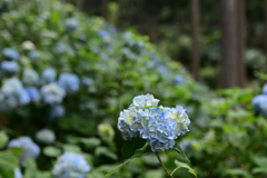 南沢あじさい山_09