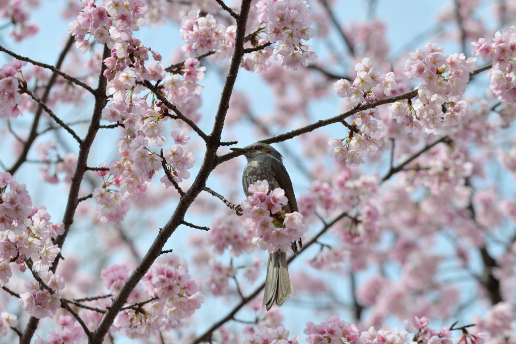 ヒヨドリ&桜_12