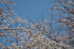 桜_NYC_04