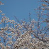 桜_NYC_04