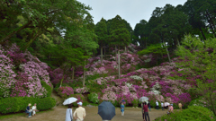 つつじ_大興善寺_20