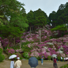 つつじ_大興善寺_20