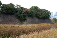 蓮池濠