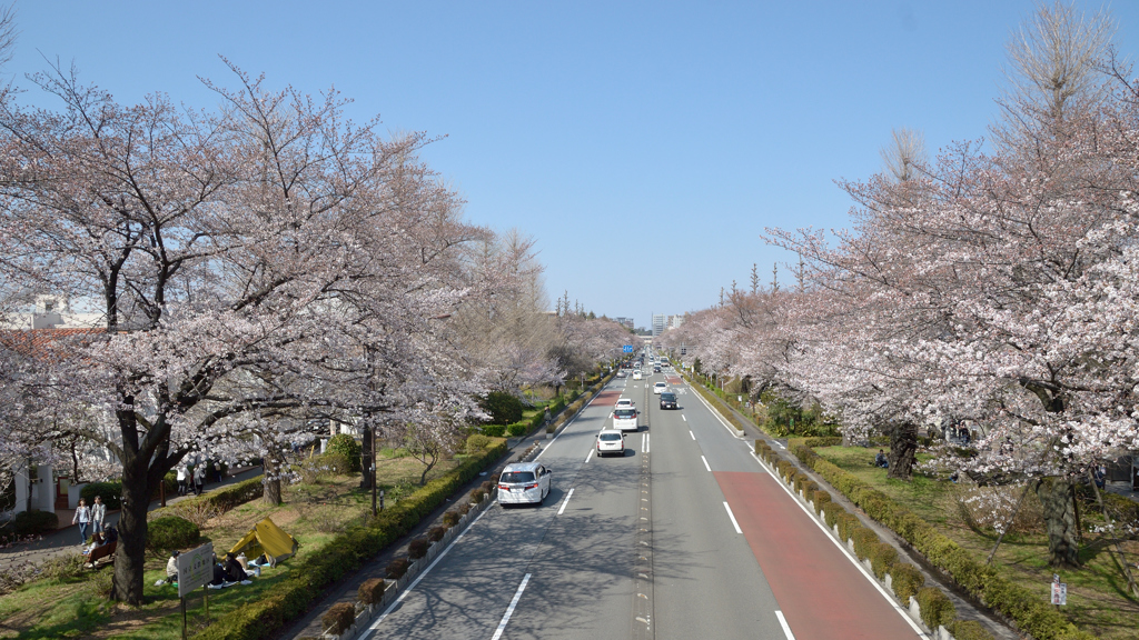桜・国立#2