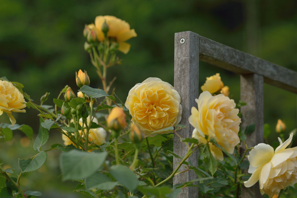 薔薇_11