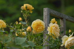 薔薇_11