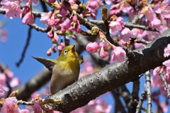 桜に小燥ぎ