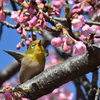 桜に小燥ぎ