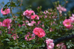 バラ_神代植物公園_1