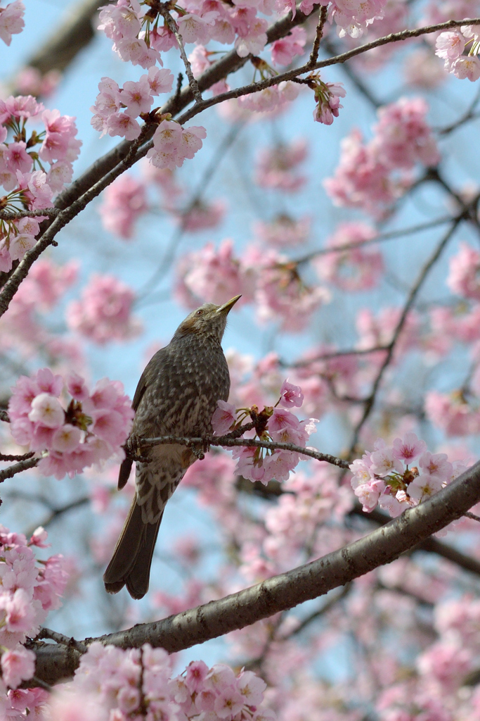 ヒヨドリ&桜_07