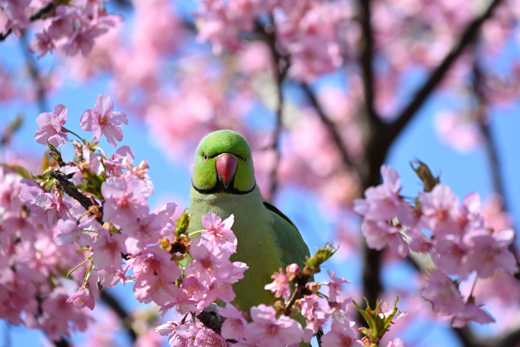 河津桜とインコ#5