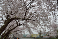 桜_野川_06