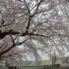 桜_野川_06
