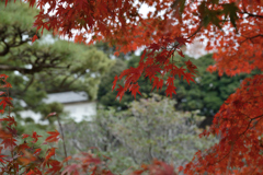 皇居乾通り_04
