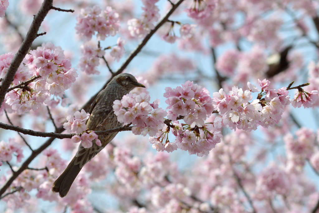 ヒヨドリ&桜_11