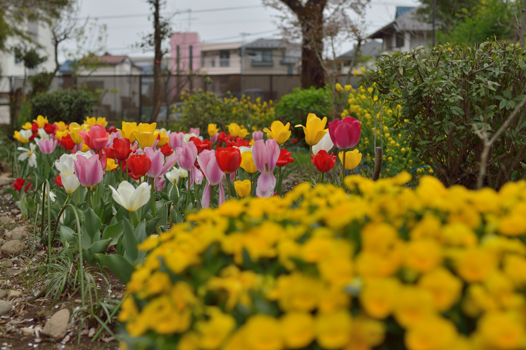 志水さんちの草木園_1