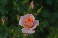薔薇_13
