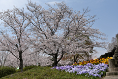 春の彩り