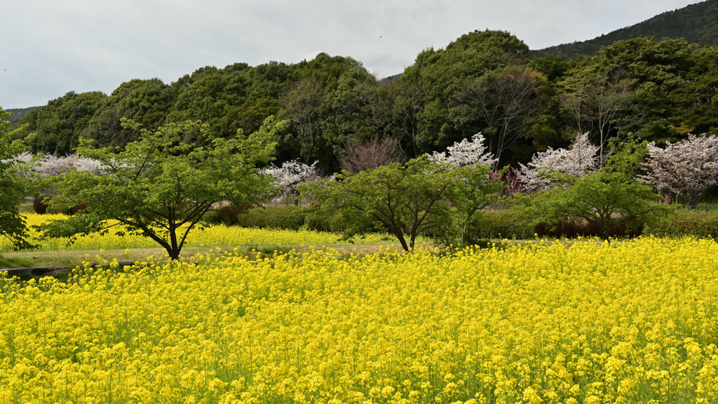 新緑の彩り