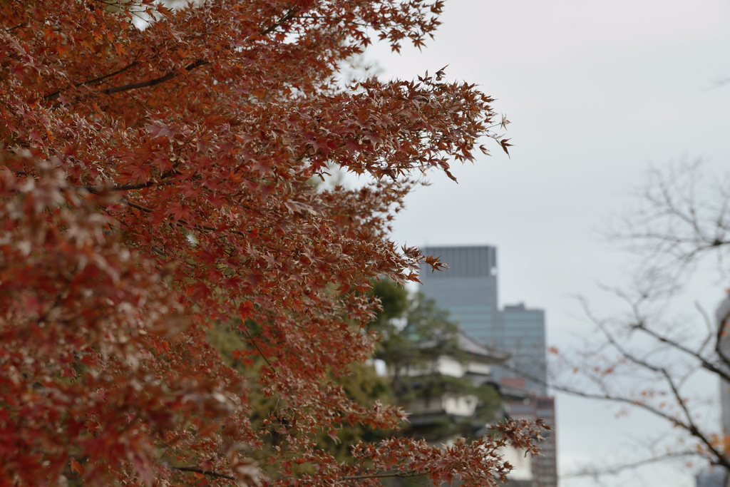 皇居乾通り_02