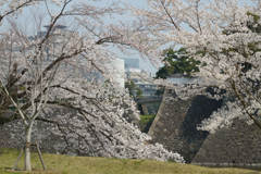 桜・皇居#6