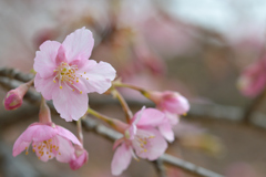 河津桜_10_代々木公園