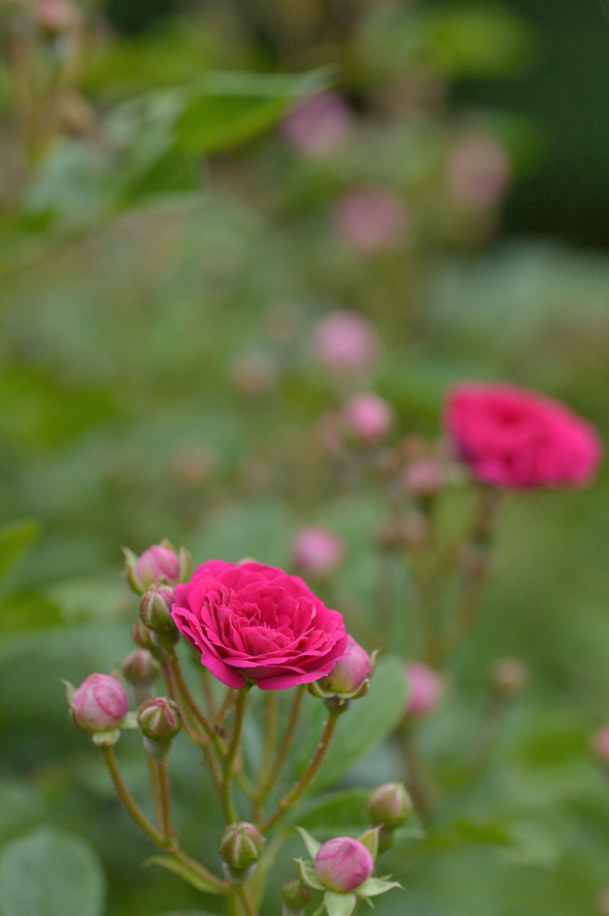 薔薇_20