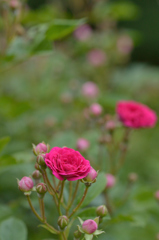 薔薇_20