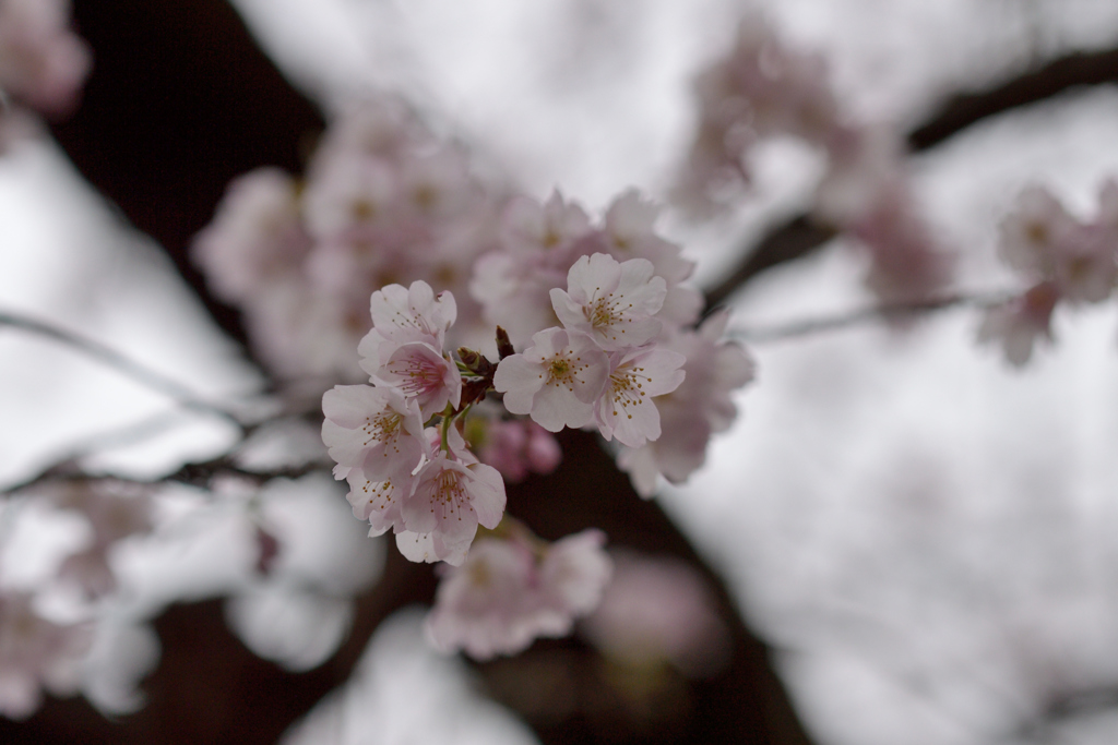 sakura_中#1