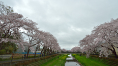 桜_野川_16