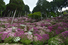 つつじ_大興善寺_18