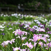花しょうぶ_15