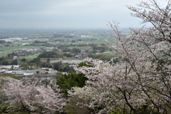 桜春霞