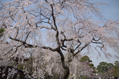 桜・皇居#3