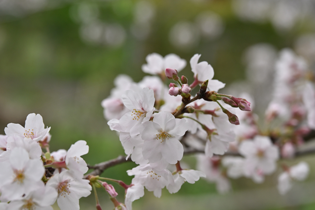 桜日和