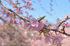 河津桜_代々木公園_09