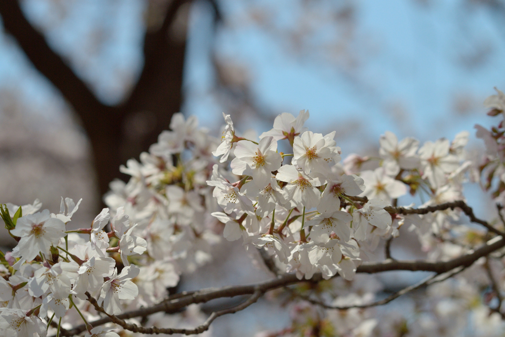 桜_NYC_08