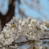 桜_NYC_08