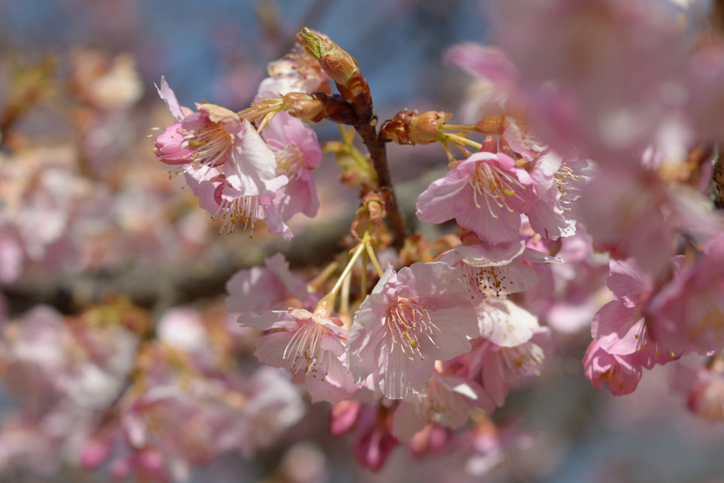 河津桜_代々木公園_14
