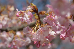 河津桜_代々木公園_14