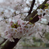 桜_野川_03