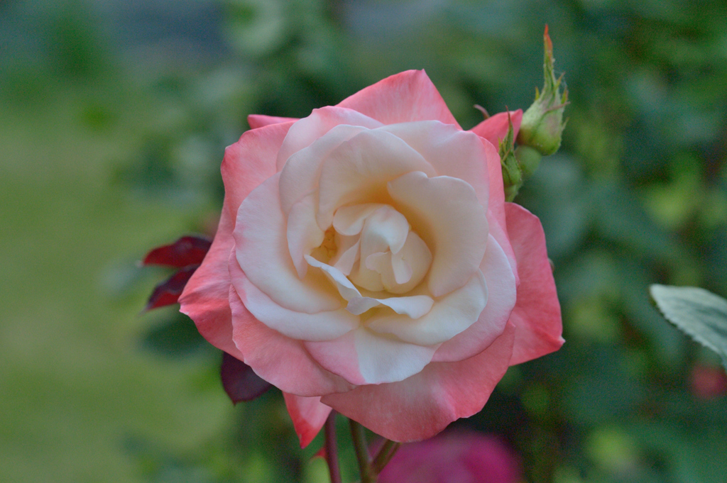 薔薇_16