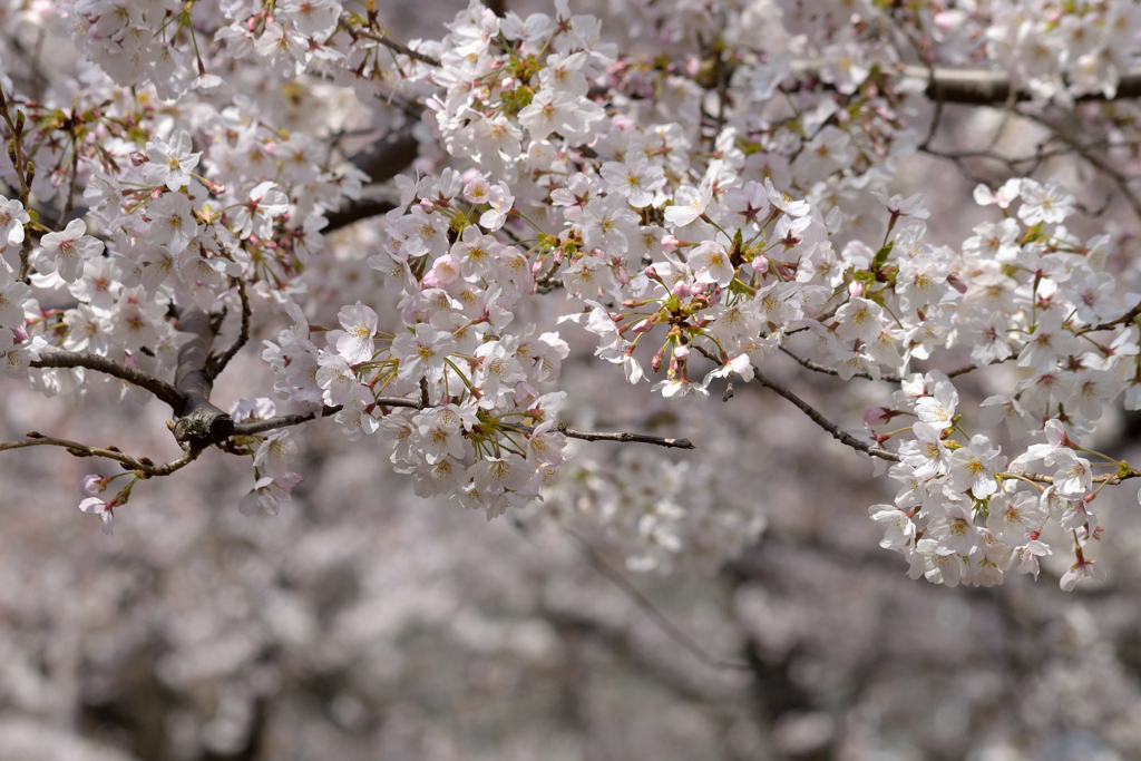 桜_NYC_07
