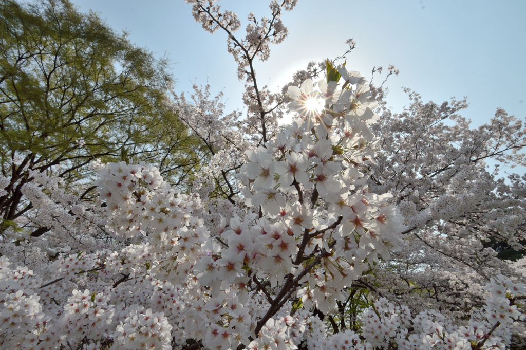 桜・代々木公園#8