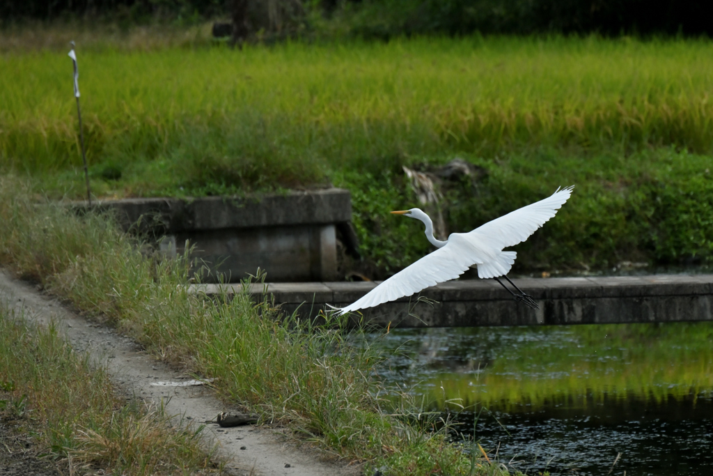 低空飛行